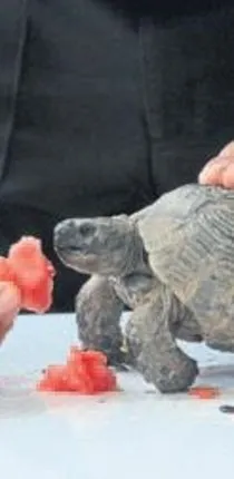 Yaralı kaplumbağaya özenle bakıyorlar - Güney Haberleri